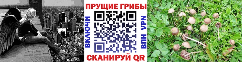 закладка  Магадан  блэк спрут   Псилоцибиновые грибы Cubensis 